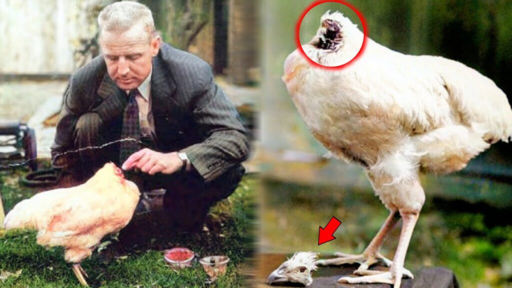 Miracle Mike the rooster became a celebrity in 1940s America. Photo.