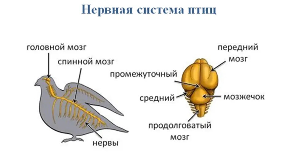 Nervous system of a chicken. Image source: soe-school.ru. Photo.