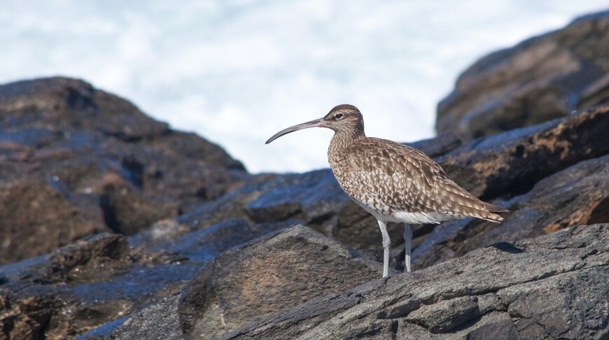 The Slender-billed Curlew has been declared completely extinct. Image source: belta.by