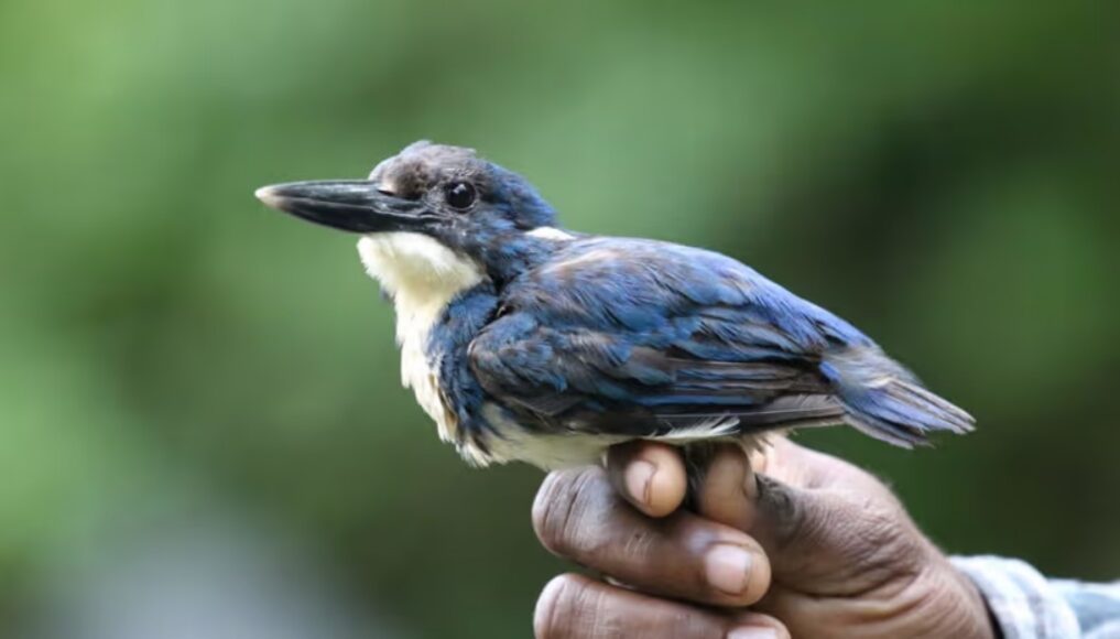 Male Bismarck Kingfisher. The species was considered vanished for 13 years until May 17, 2025.