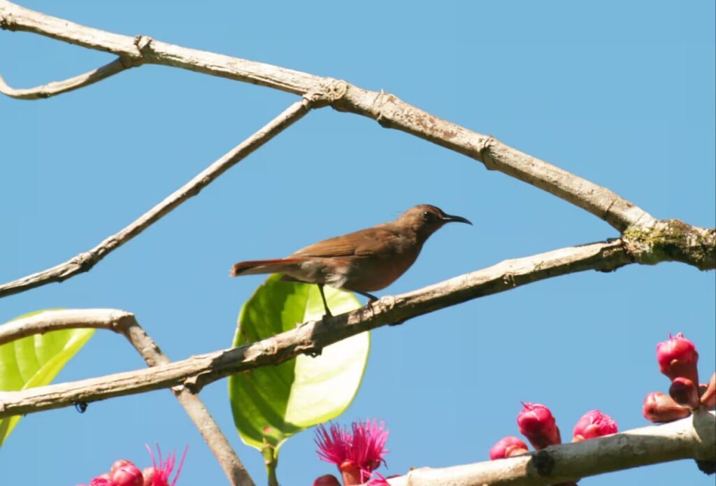 Biak myzomela: this species was found again and photographed in August 2025.