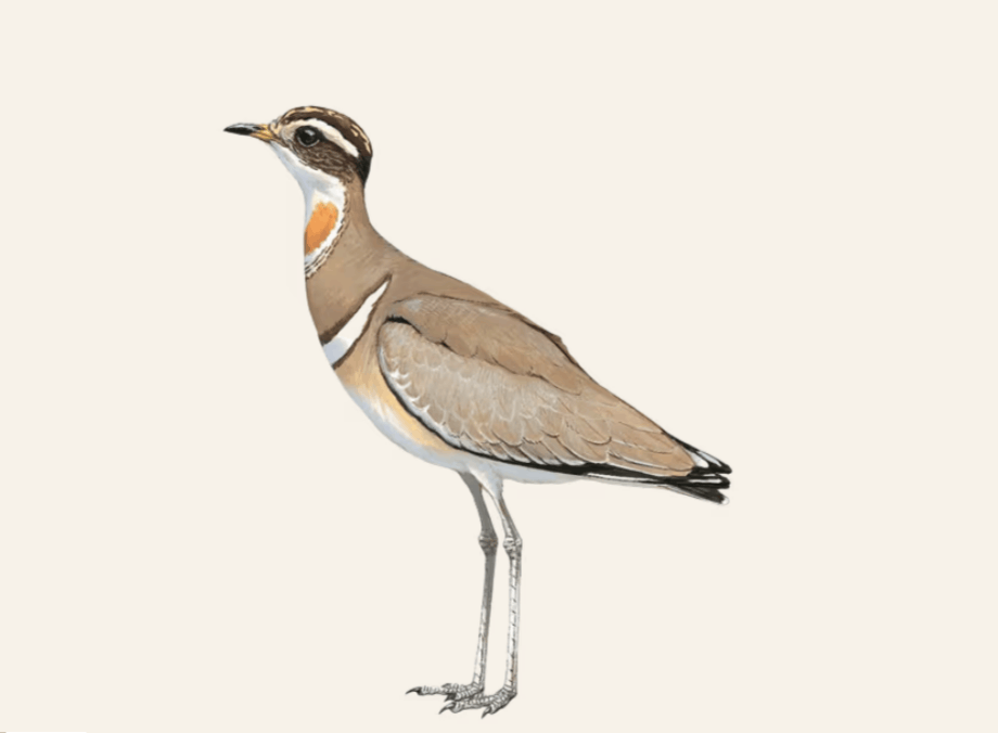 Jerdon's Courser. The bird was believed to have gone extinct in the early 20th century until it was found in a reserve in southern India in 1986. The last photographic record was in 2004.