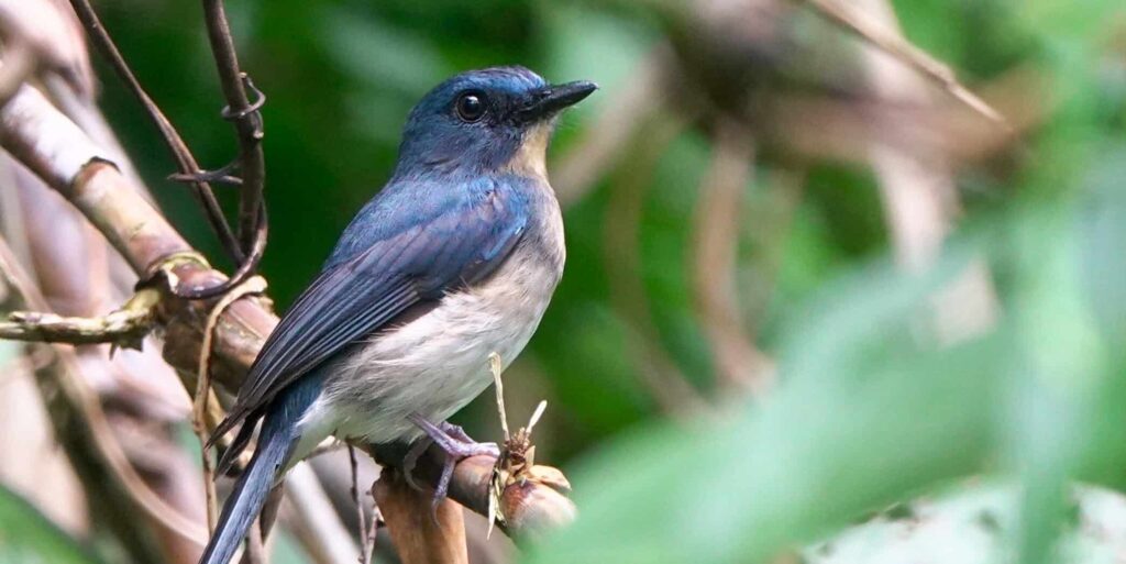 Rufous-breasted blue flycatcher. Photo taken in March 2025 on the island of Luzon; it was last seen in 2008.