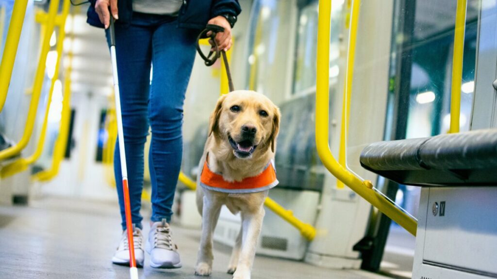 Robot dog or guide dog: which is better
