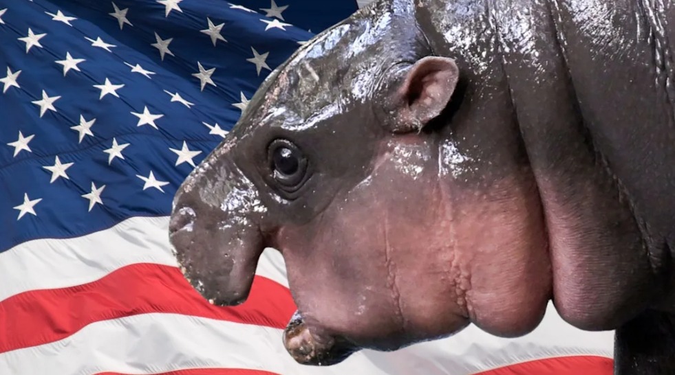 In 1927, the US president was gifted a hippopotamus. Photo.