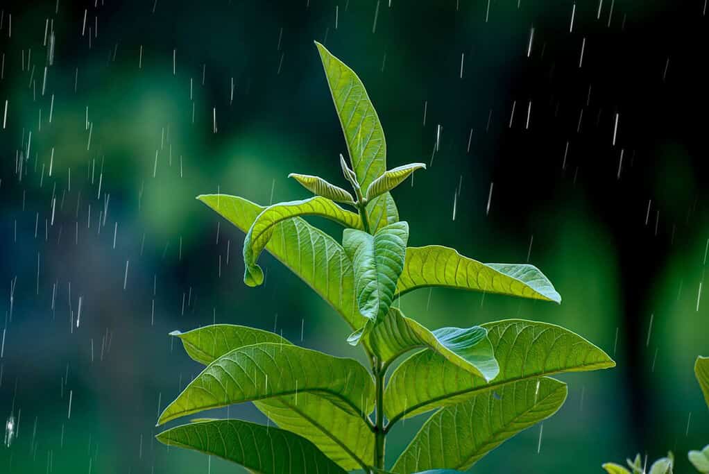 Seeds can hear the sounds of rain and germinate 40% faster