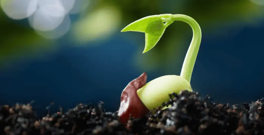 Sound waves from a drop impact reach only shallowly buried seeds