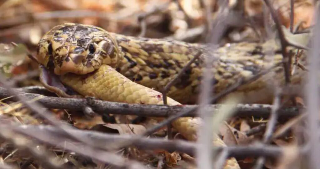 Cannibalism in snakes. Photo.
