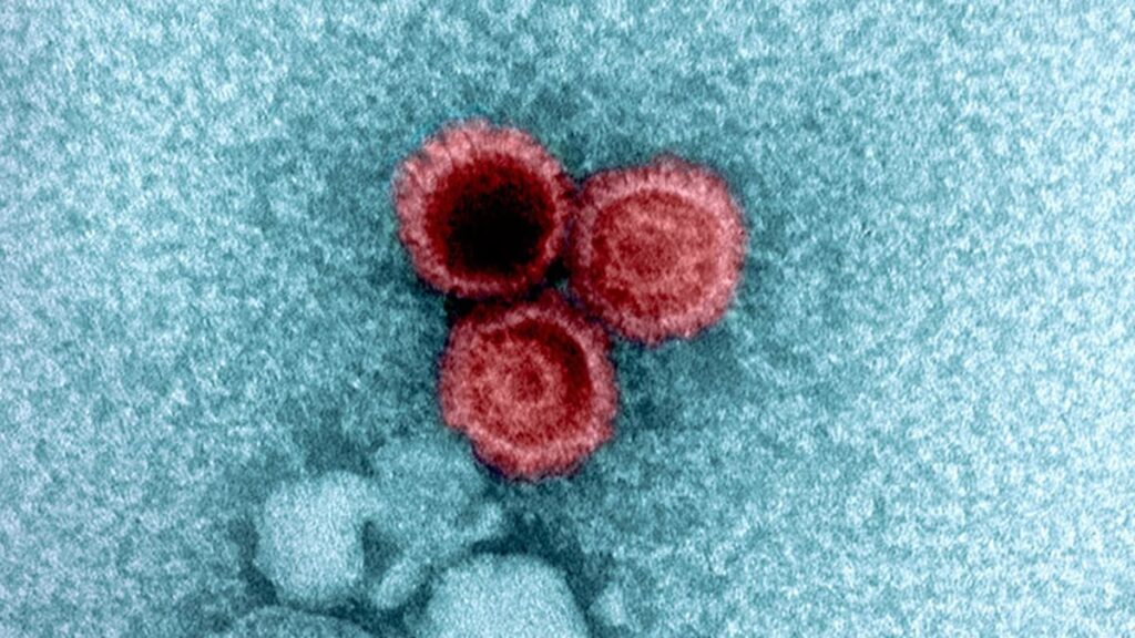 Latent viruses hide inside cells, remaining invisible to the immune system. Photo.