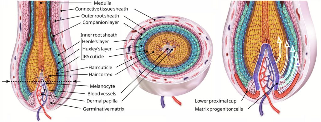 Structure of the hair follicle. 1. Hair follicle bulb containing concentric layers of different cell types. The layers are divided into several compartments: the hair shaft, consisting of the medulla, cortex, and cuticle; the inner root sheath, consisting of the cuticle, Huxley's layer, and Henle's layer; the companion layer and the outer root sheath. The dashed line marks the cross-section area. 2. Modern model based on cell lineage tracking linking locally differing matrix progenitor cells with the growing layers of the hair follicle. Image source: nature.com. Photo.