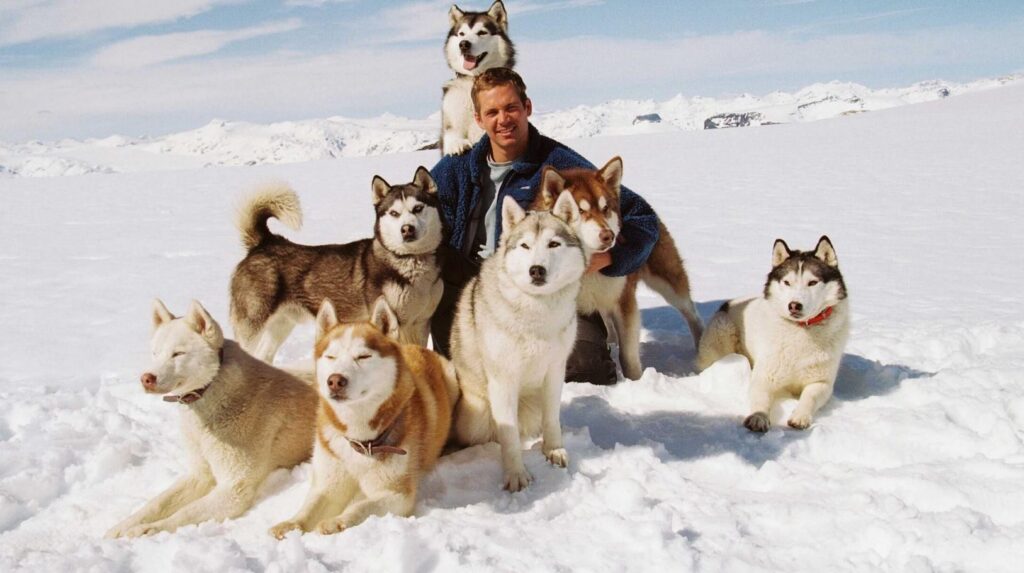 A lesser-known but quite good film with Paul Walker that animal lovers will enjoy. Photo: afisha.ru