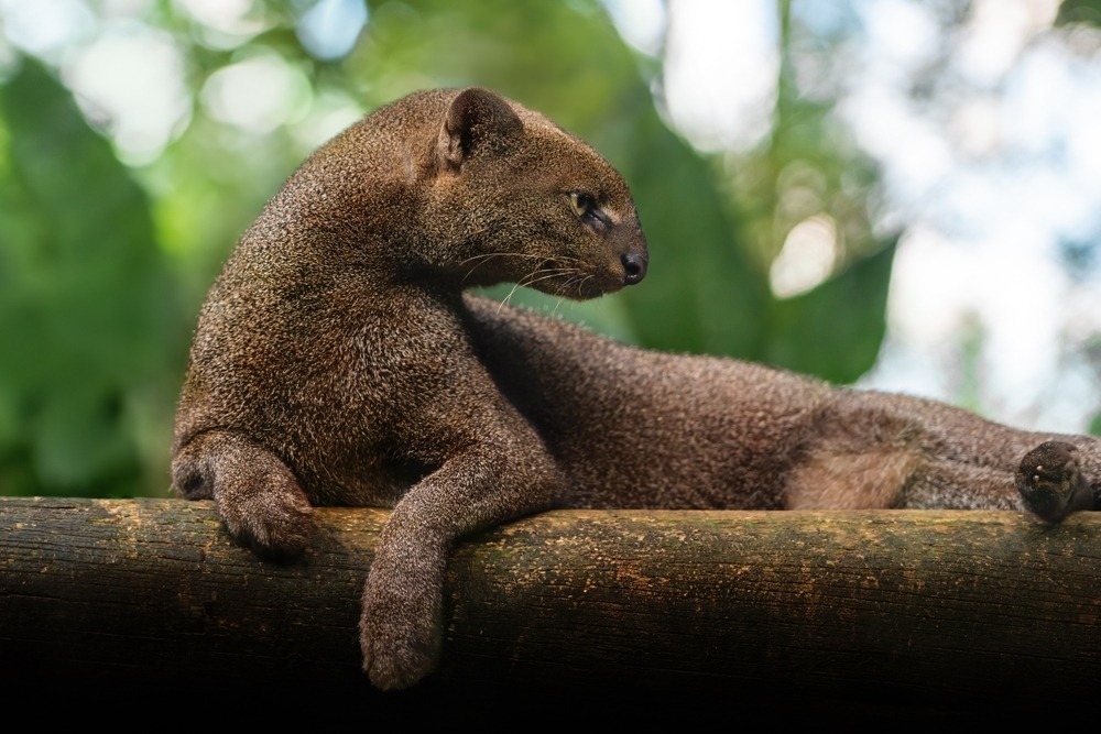 A cat that doesn't look like a cat — that's the jaguarundi. It loves figs and can produce an enormous variety of different sounds. Image source: moya-planeta.ru. Photo.