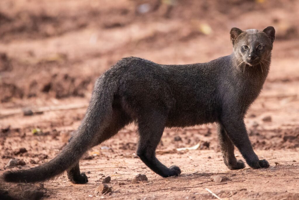 A jaguarundi in its natural habitat: the characteristic elongated body and short legs are visible. Image source: in.pinterest.com. Photo.