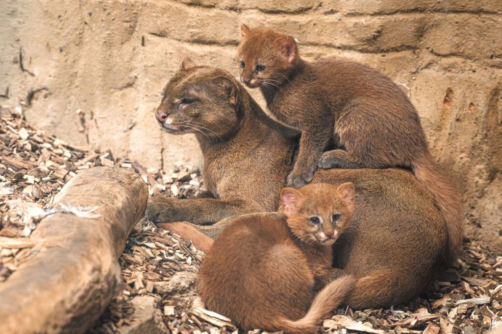 Newborn jaguarundis sometimes have a finely speckled coloring. Adult individuals have no spots on their body — only light markings on the sides of the nose and chest. Image source: zoopraha.cz. Photo.
