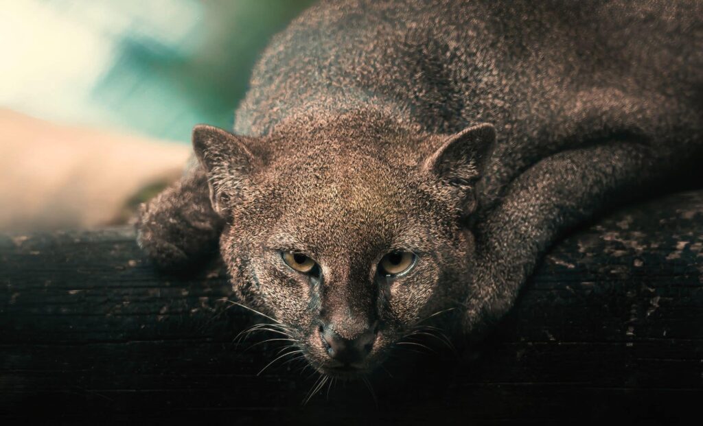 Sometimes the jaguarundi raids poultry farms and fruit plantations where bananas and figs are grown. It often does this together with accomplices — monkeys: they pick the fruit, and the jaguarundi collects it. Image source: dishcuss.com. Photo.