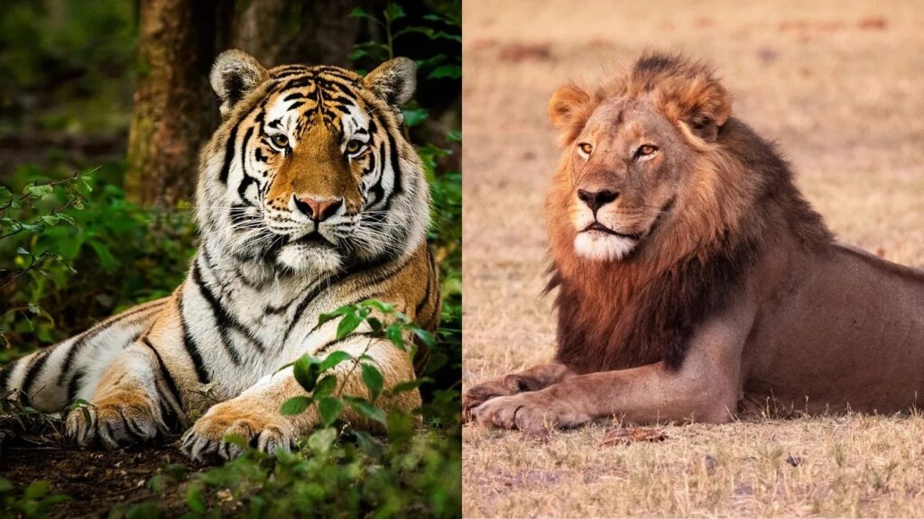How a tiger differs from a lion beyond appearance. Image source: livescience.com