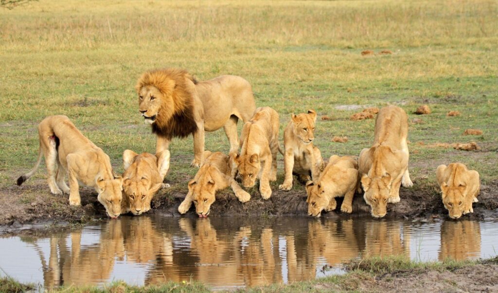 A lion pride at a watering hole. Image source: pixnio.com