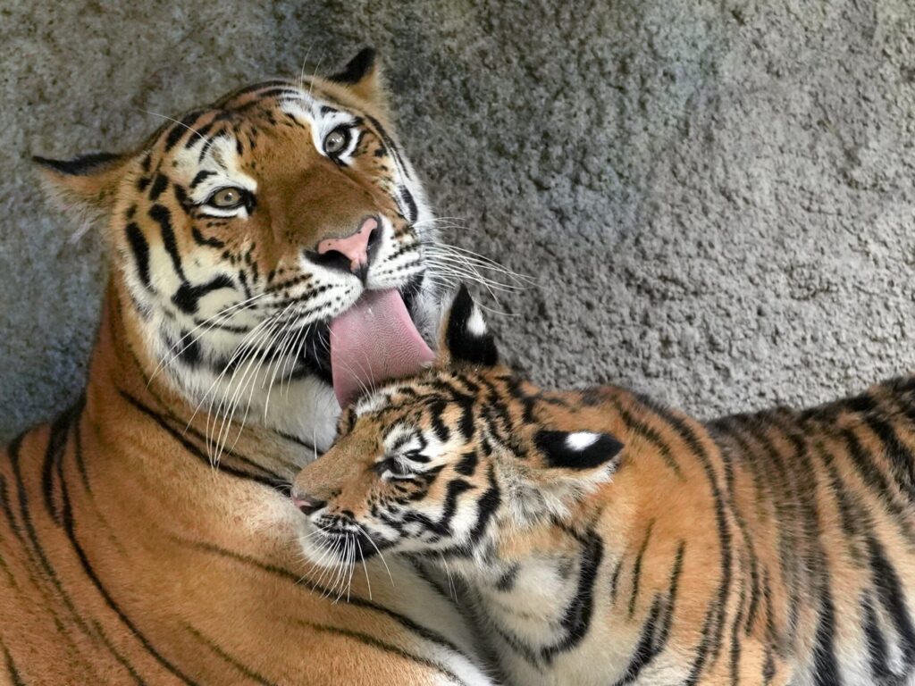 In their natural habitat, tigers behave differently from lions. Image source: reactor.cc
