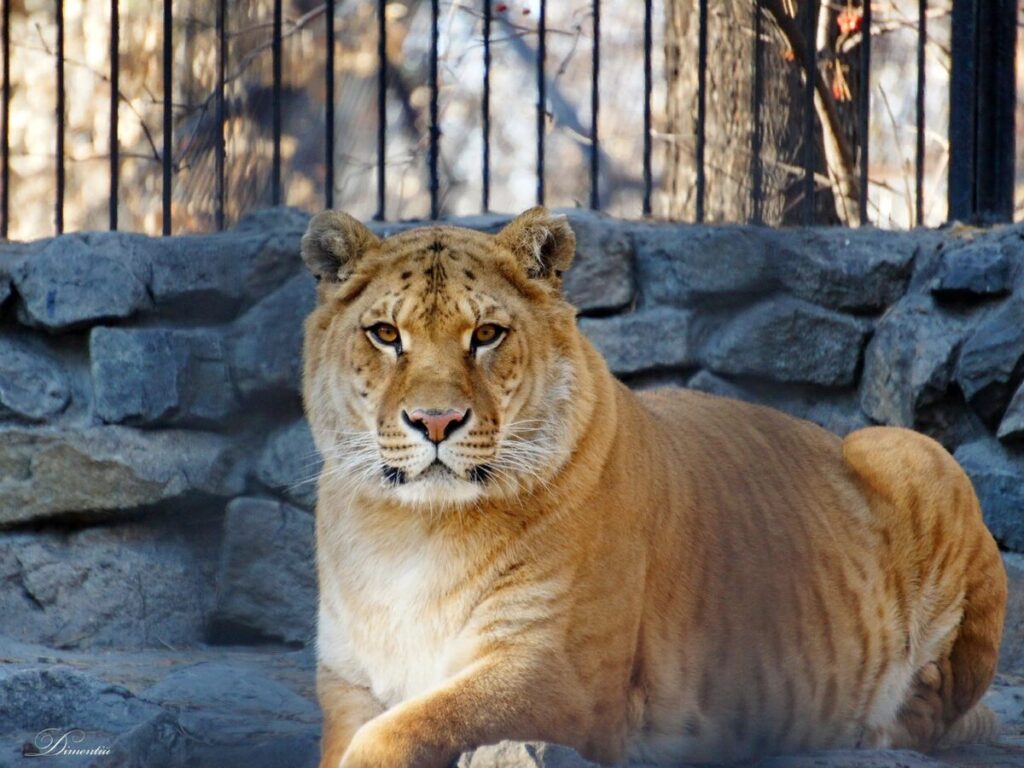 A liger is a hybrid of a lion and a tiger. Image source: imageban.ru