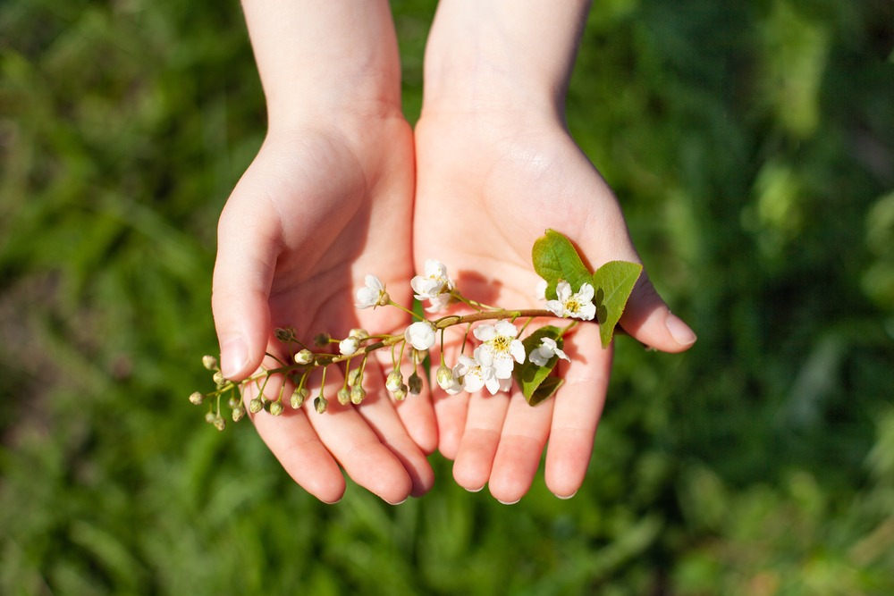 Bird cherry can't influence the weather, but it's still a good marker of spring. Photo.