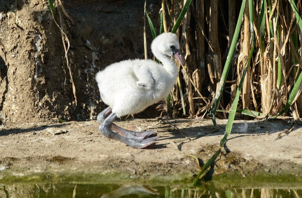 Flamingo chick. Image source: wikipedia.org. Photo.