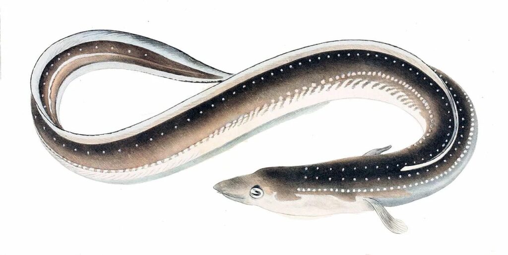 Japanese freshwater eel. Image source: wikipedia.org