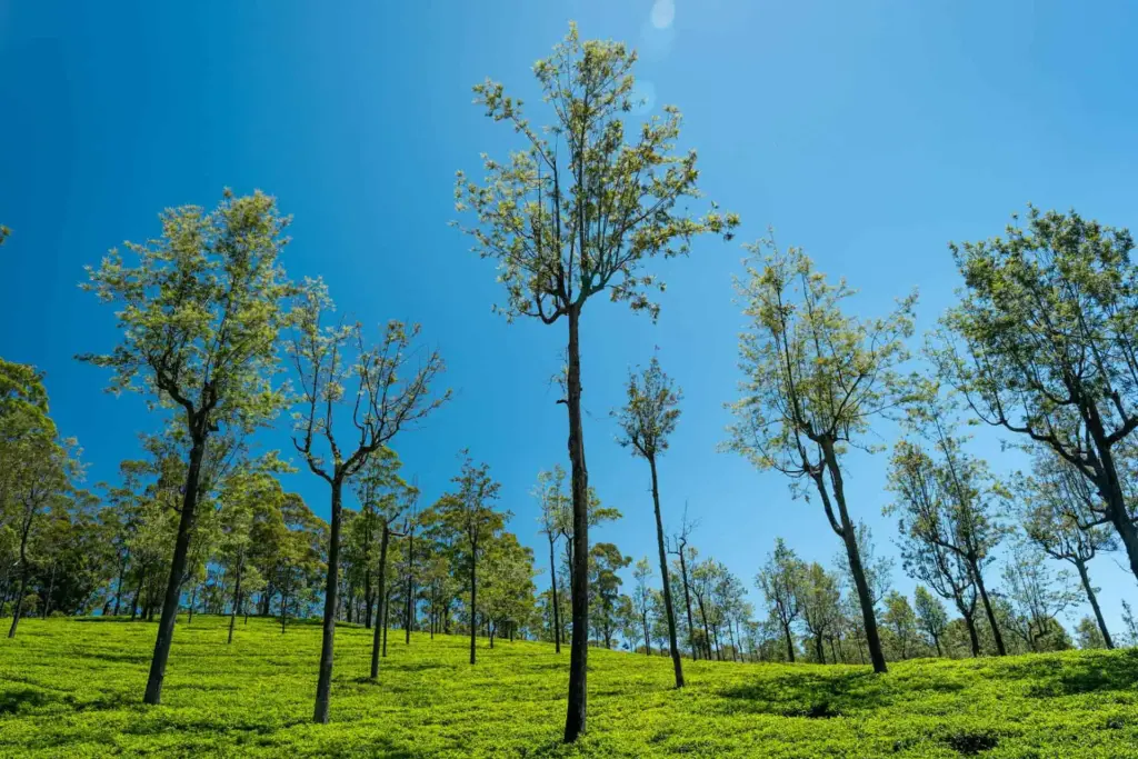 How festival urine could be turned into vast forests. Photo.