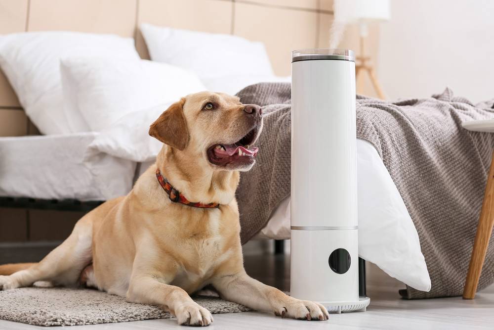 How to choose an air purifier for pet allergies?