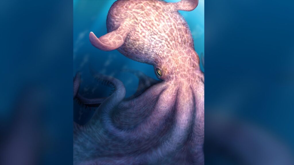 The nautilus — one of the few cephalopods that survived the mass extinction