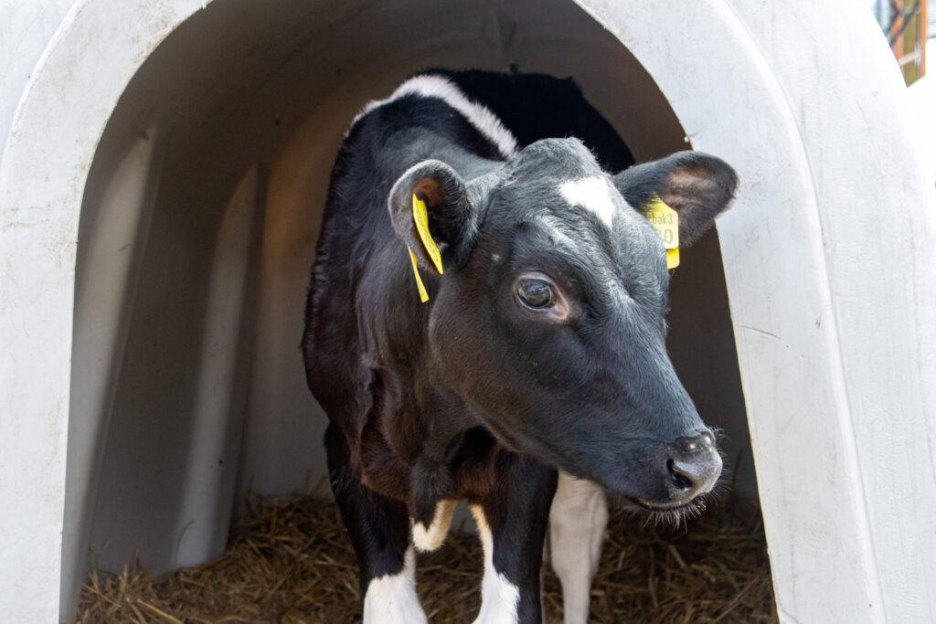 Cloned cow Zvyozdochka gives birth: is the calf healthy? Photo.