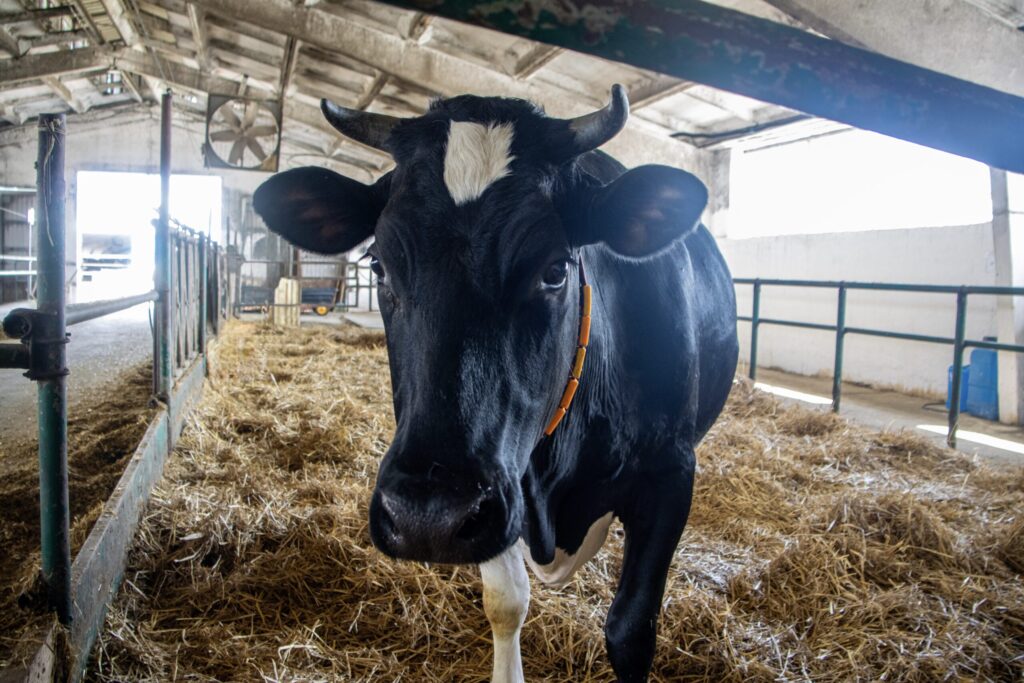 Cloned cow Zvyozdochka. Photo.