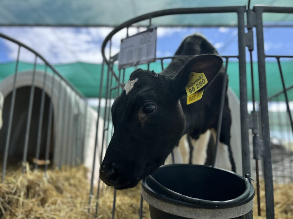 Daryona was born a completely normal, healthy, and active calf. Photo.