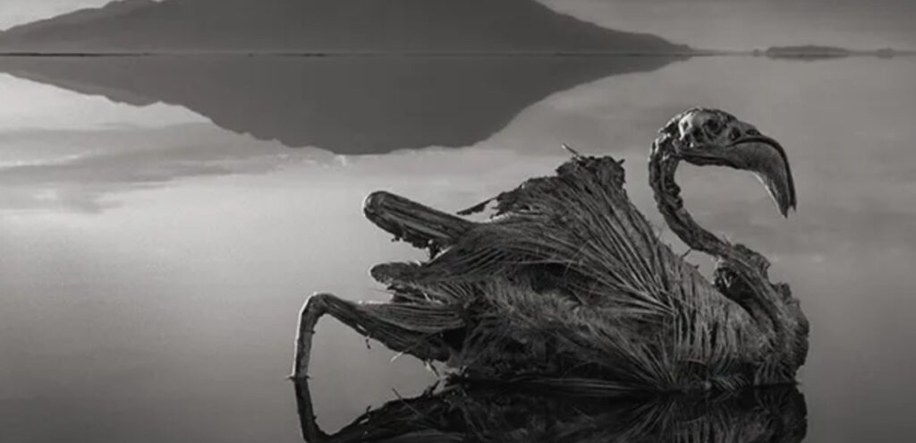 One of Nick Brandt's photographs. © Nick Brandt 2013, Courtesy of Hasted Kraeutler Gallery, NY. Photo.