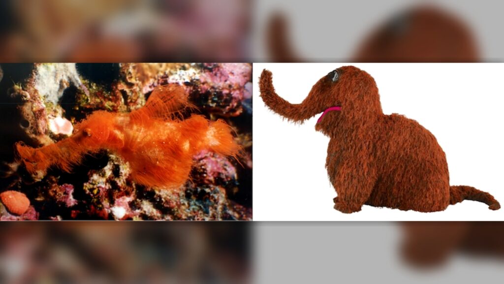 The hairy fish and the Sesame Street character