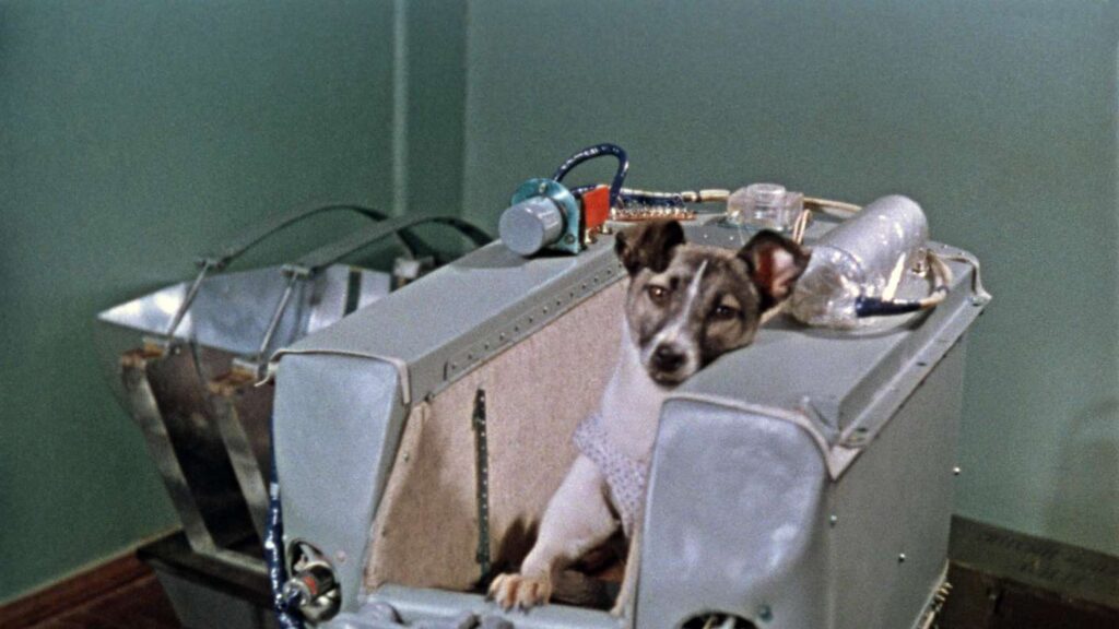 Mongrel dog Laika — the first living creature in orbit. Photo.