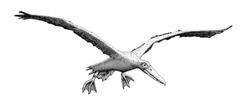 A pelagornithid soaring over a prehistoric ocean — its wingspan was twice that of a modern albatross