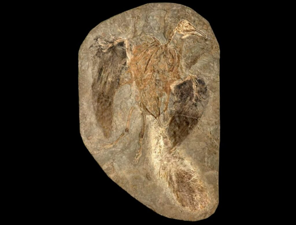 A primitive bird from China named Confuciusornis, known from hundreds of fossils. Photo.