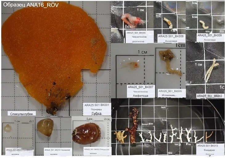 Collected biological samples. Photo.
