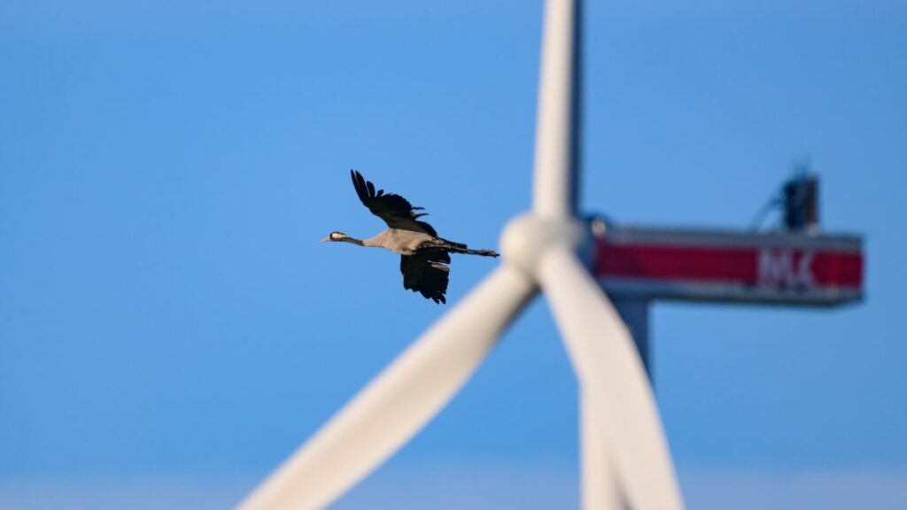 Birds are afraid of wind turbines painted like venomous snakes: a simple solution saves millions of lives