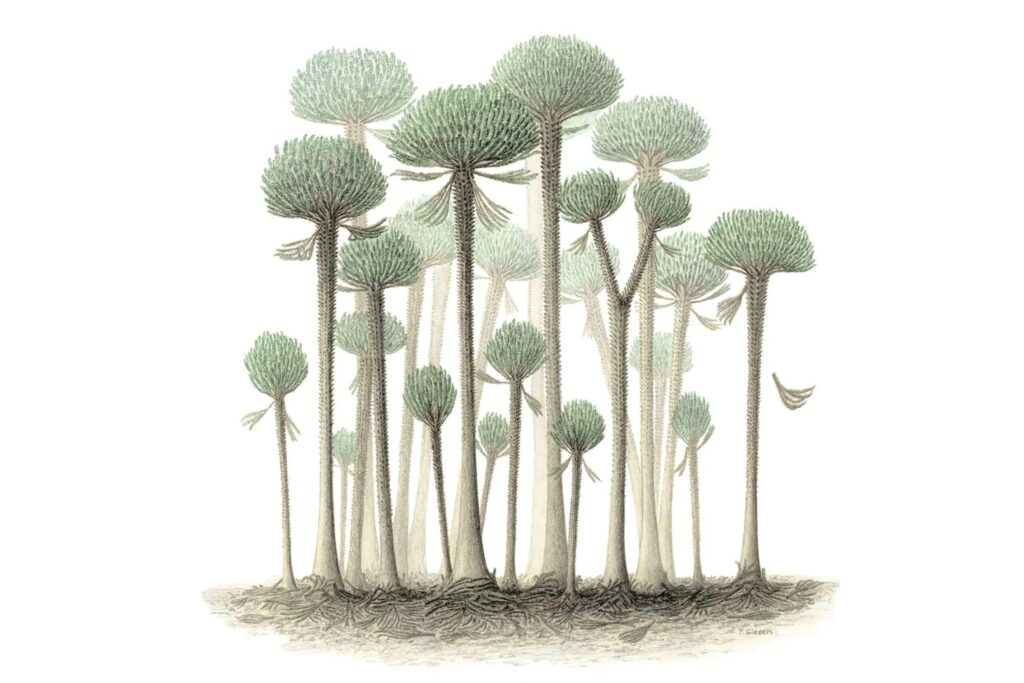 Reconstruction of a forest of Calamophyton trees — the most ancient on the planet. Photo.