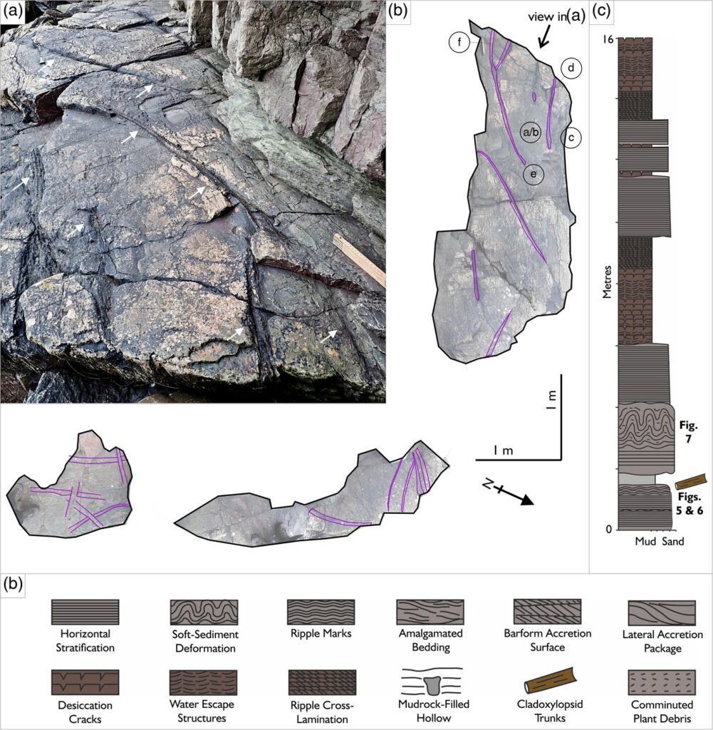 One of the sites with fossilized Calamophytons found. (a) Photo of the cliff showing at least 17 trunks. (b) Annotated photomontage of the bedding plane with plant fossils on the surface (circled letters indicate close-up images in the next figure). (c) Cross-section of the cliff. (d) Key for interpreting the cross-section data. Photo.