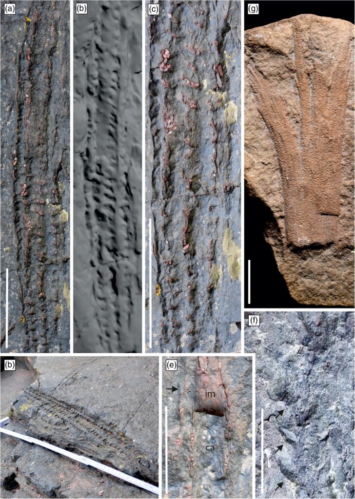 Details of the fossilized Calamophyton trunks found. Photo.