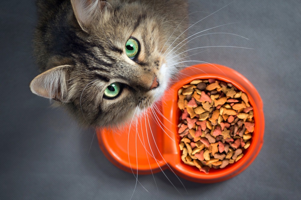 Scientists revealed the main secret: why cats suddenly refuse food. Image source: vprok.ru. Photo.