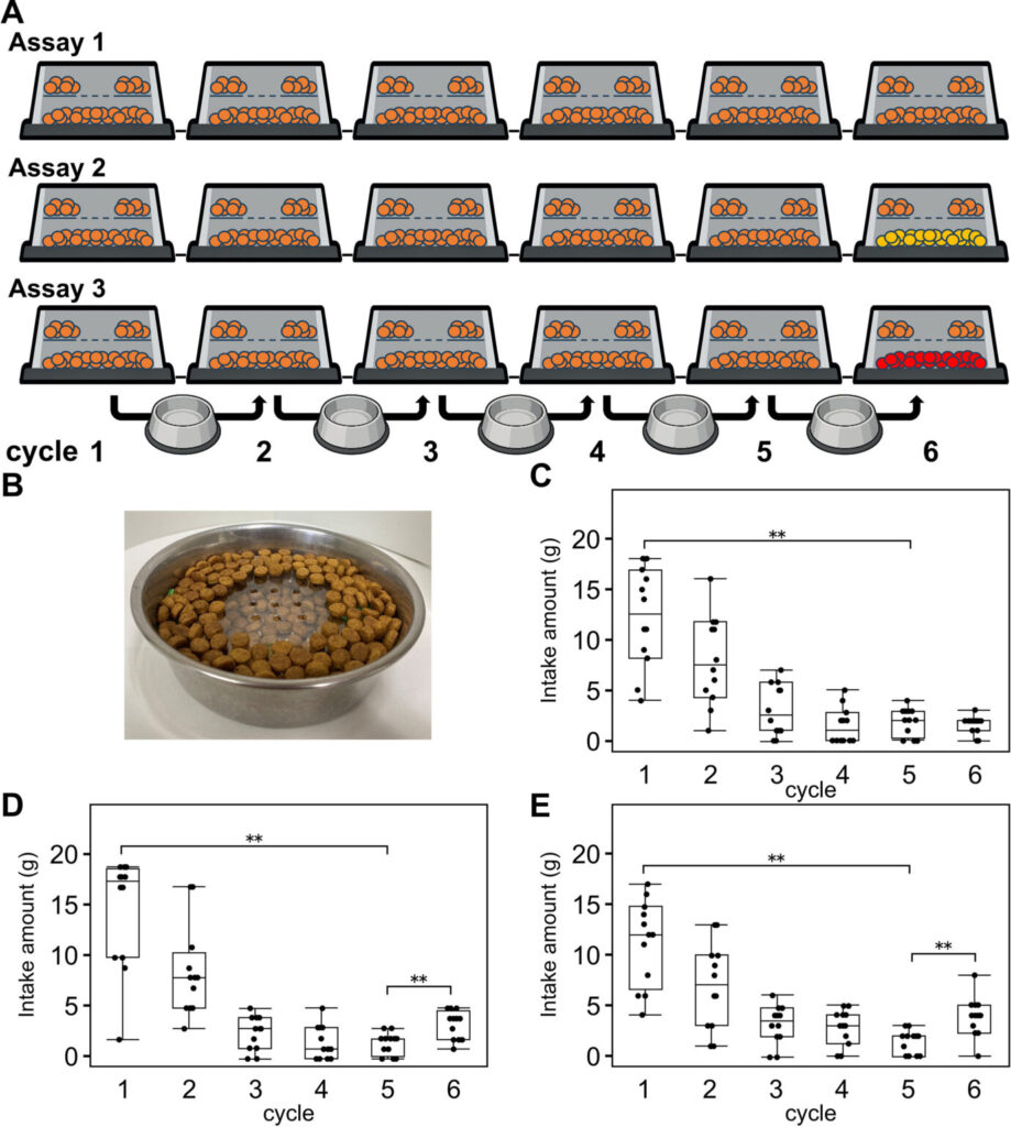 Illustration from the study, showing in detail the experiment with the dual-section bowl. The smell from below affects the cat's appetite above. Image source: sciencedirect.com. Photo.