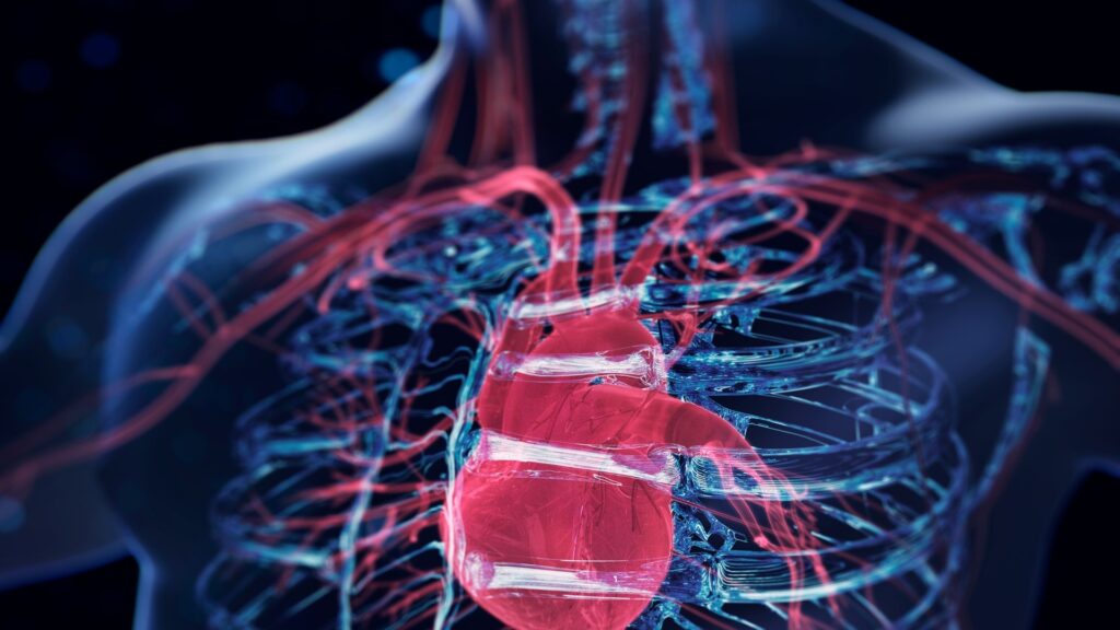 Scientists proved: the human heart is capable of recovering after a heart attack