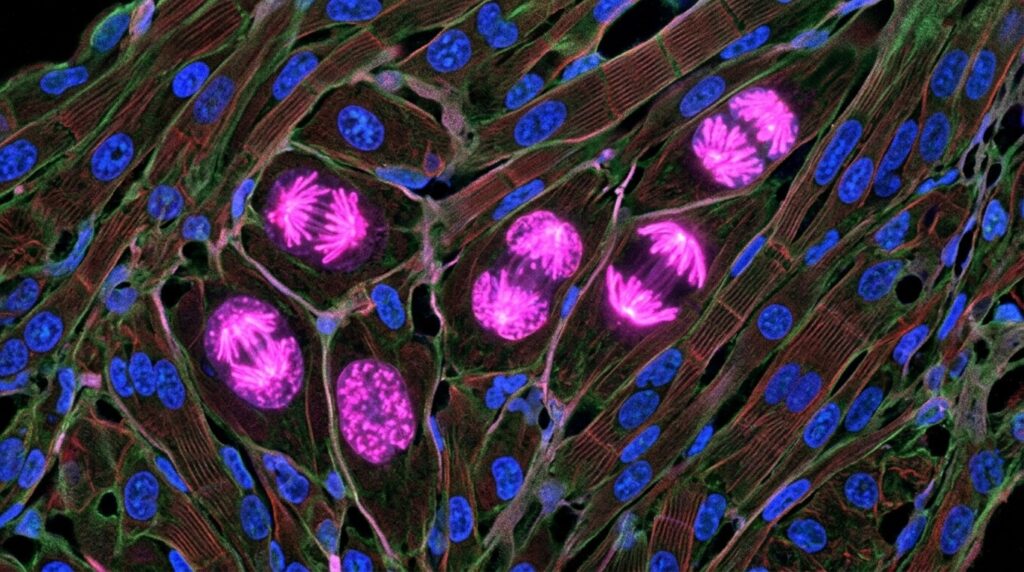 Fluorescence microscopy of heart tissue: dividing cardiomyocytes highlighted in pink