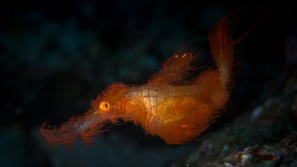 The covering of the new fish species is not fur in the way we usually understand it