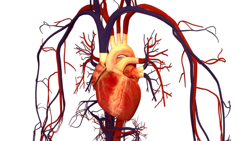 What happens when a cancerous tumor appears in the heart? Photo.
