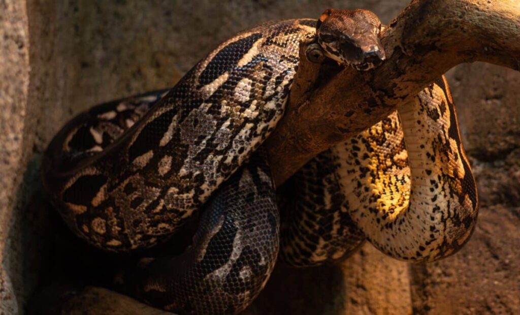Remains of a 15-meter snake that eclipses Titanoboa found in an Indian mine
