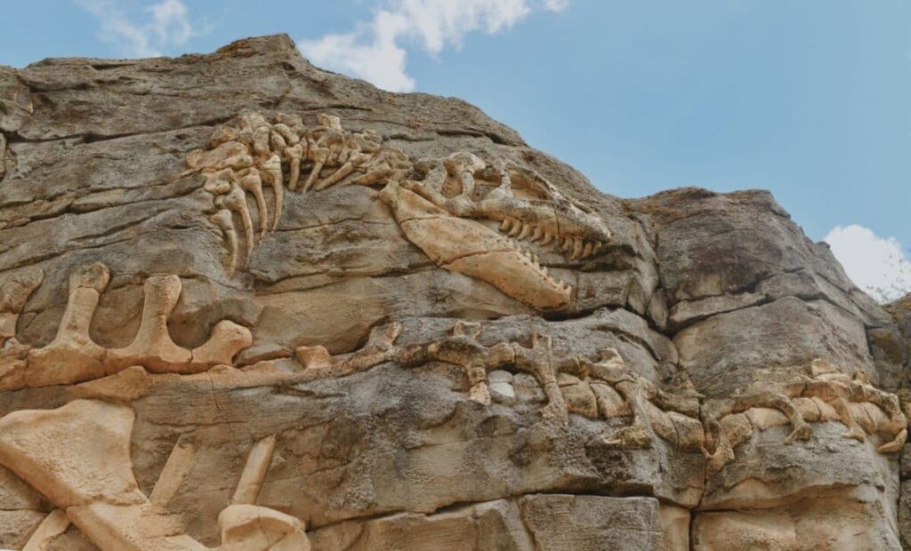 The new dinosaur may turn out to be one of the largest animals in the history of our planet